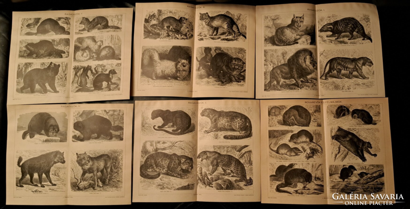 "Ragadozók és Rovarevők" 6 darab  melléklet a Pallas lexikonból cca 1900.