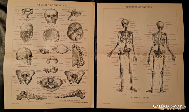 "Az ember csontváza I-II" 2 darab  melléklet a Pallas lexikonból, cca 1900