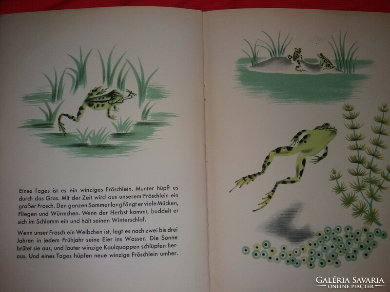 1951.antik Ann Siebert - A béka képeskönyve német nyelv gyermek ismeretterjesztő képes képek szerint