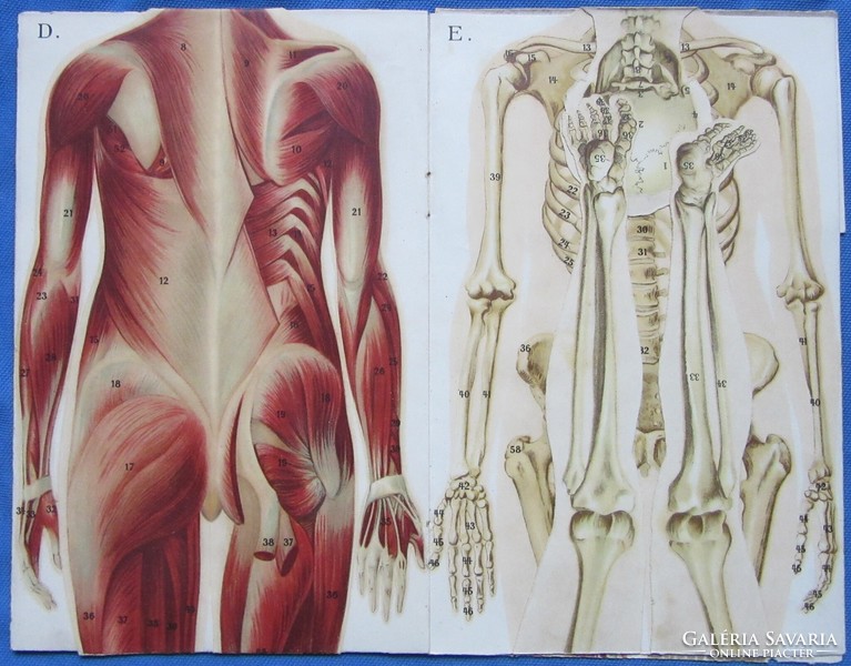 Approximately 1900-1910 anatomy of the female body, 8 detailed, colorful picture boards, with fold-out section.