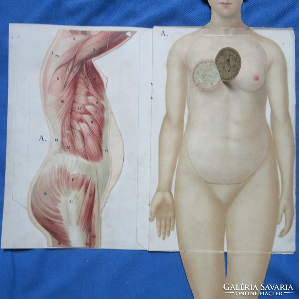 Approximately 1900-1910 anatomy of the female body, 8 detailed, colorful picture boards, with fold-out section.