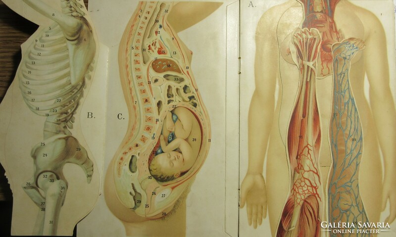 Cca 1900-1910 A női test anatomiája, 8db részletgazdag, színes képtábla, kihajtható résszel.