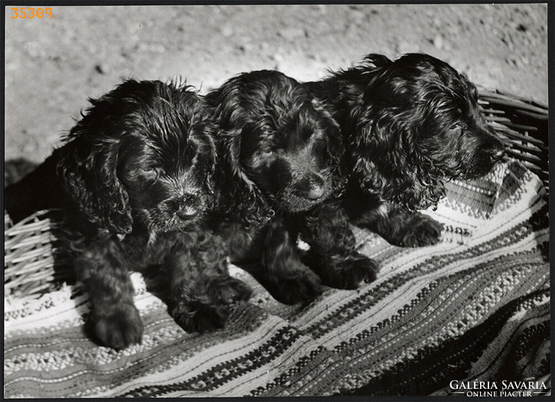 Larger size, photo art work by István Szendrő. Puppies in a basket, hinge, animal, 1930s