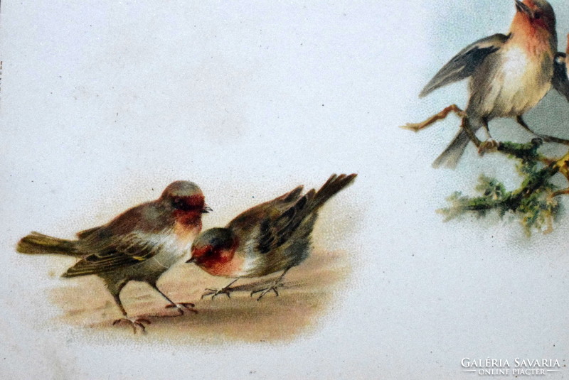Antik üdvözlő litho képeslap  vörösbegyek madár