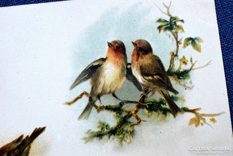 Antique greeting litho postcard robins bird