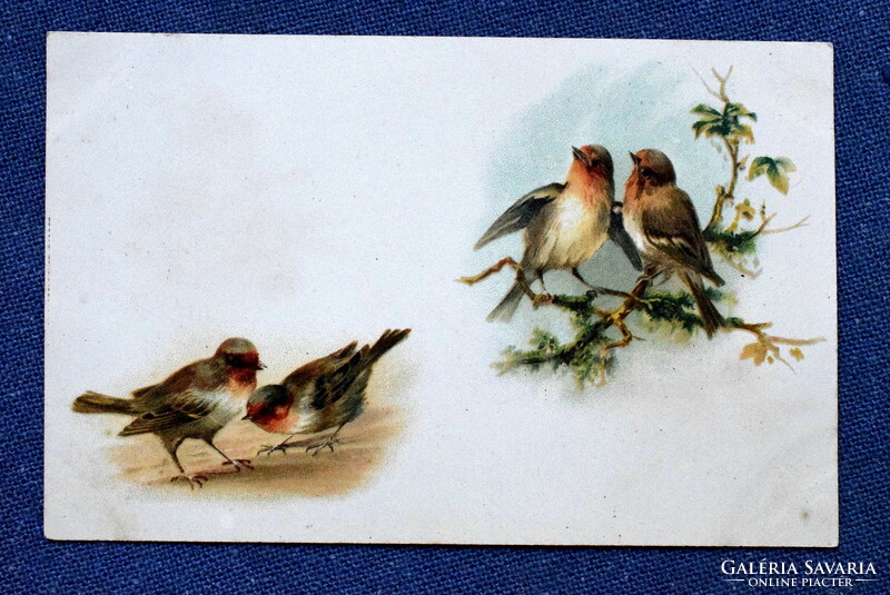 Antique greeting litho postcard robins bird
