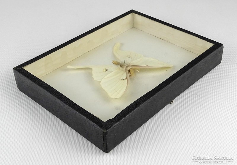 1N873 Fehér trópusi pillangó preparátum keretben 15 x 20 x 3 cm