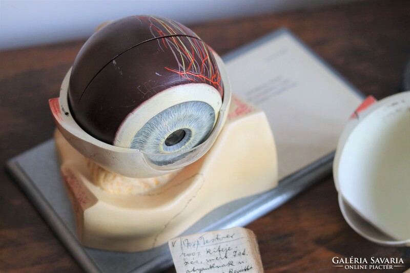 Orvosi anatómiai szem modell vintage