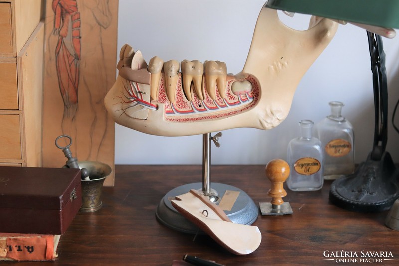 Medical anatomical dummy model vintage
