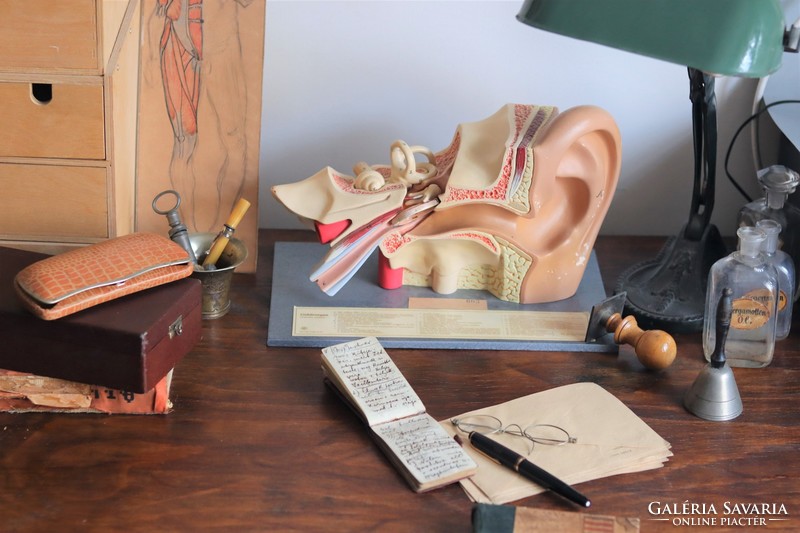 Medical anatomical ear model vintage
