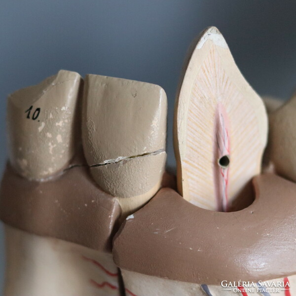 Orvosi anatómiai álkapocs modell vintage