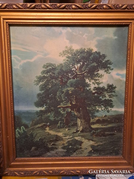 Oak landscape