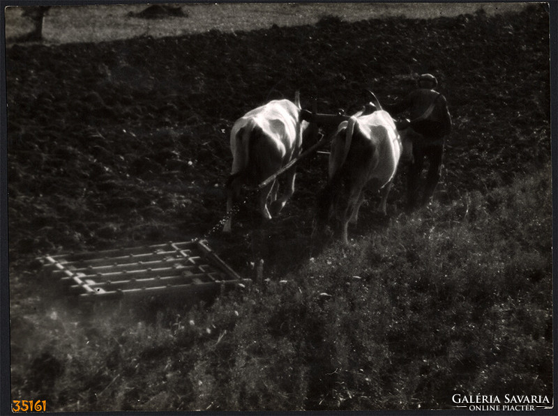 Larger size, photo art work by István Szendrő. Plowing with gray cattle, agriculture, farming