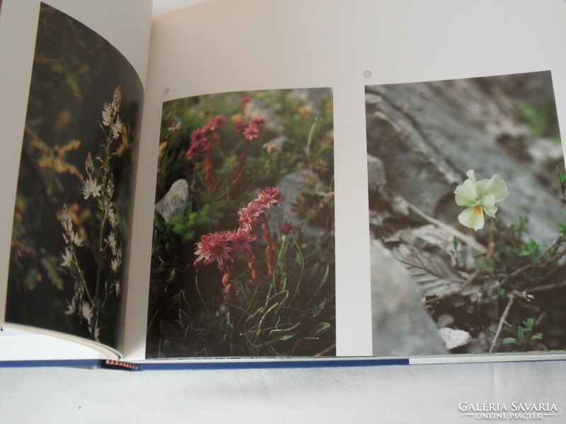 Stefano ardito, magico appennino art photo album (Italian)