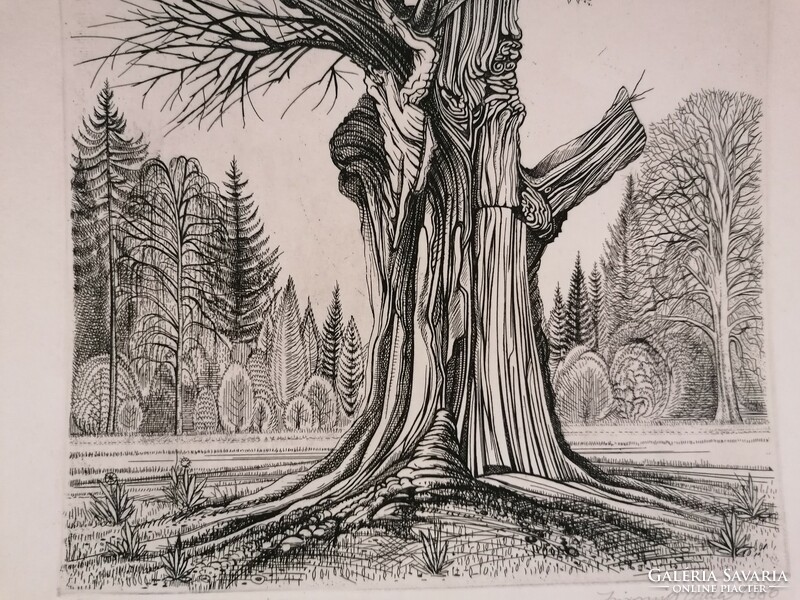 Iván Zsigovics, 1986, the flowers of the old tree, etching