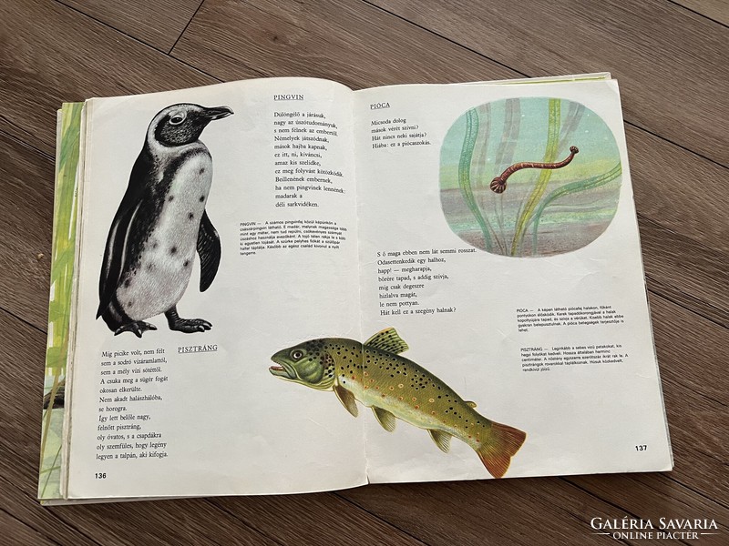Állatvilág képekben könyv