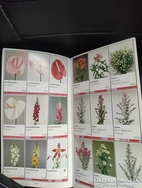 Ornamental plant - flower catalog - interest.