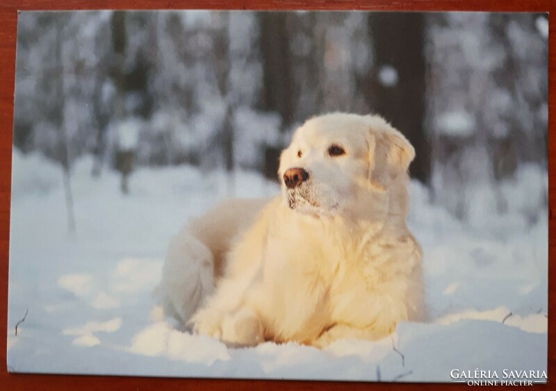 Dog postcard