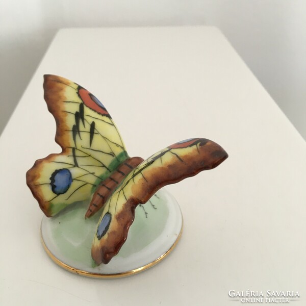 Drasche butterfly