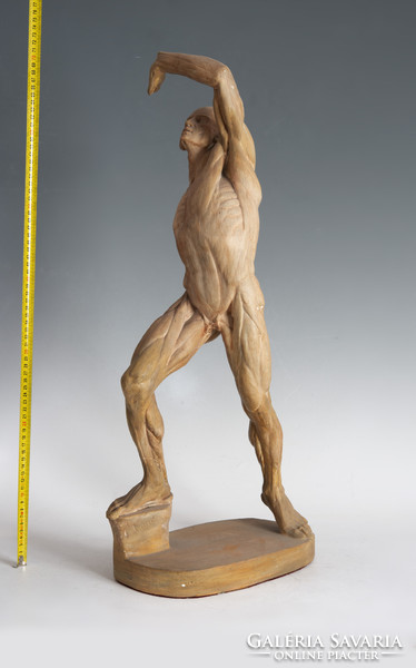 Gipsz anatómiai modell (Olaszország)