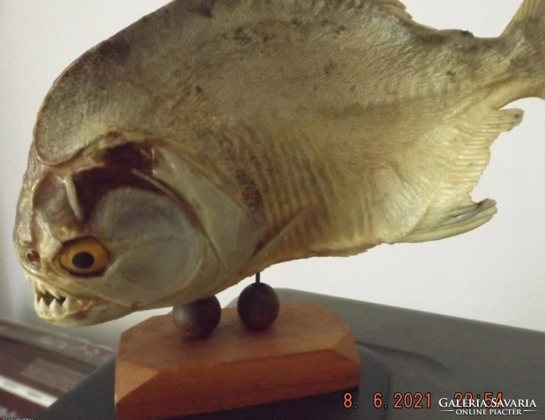 Pirája húsevő hal - Amazonasz - Brazilia - preparátum