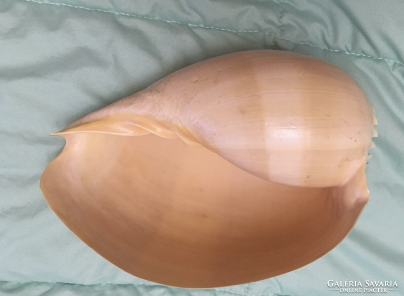 A giant snail shell rarity