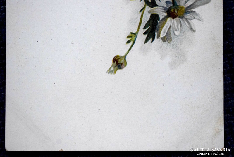 Antique litho graphic postcard daisy flower
