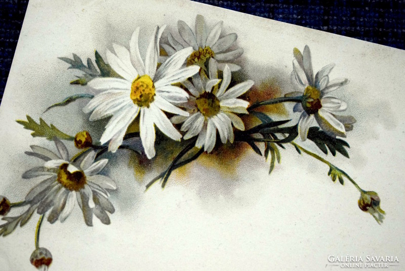 Antik litho  grafikus képeslap margaréta virág