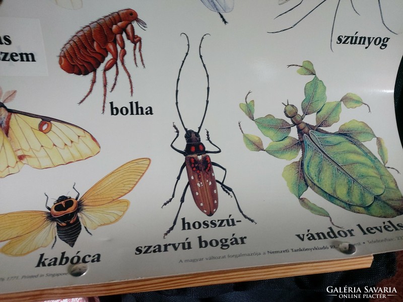 Rovarok ismeretterjesztő poszter 77 cm magas Bogár rovar pók