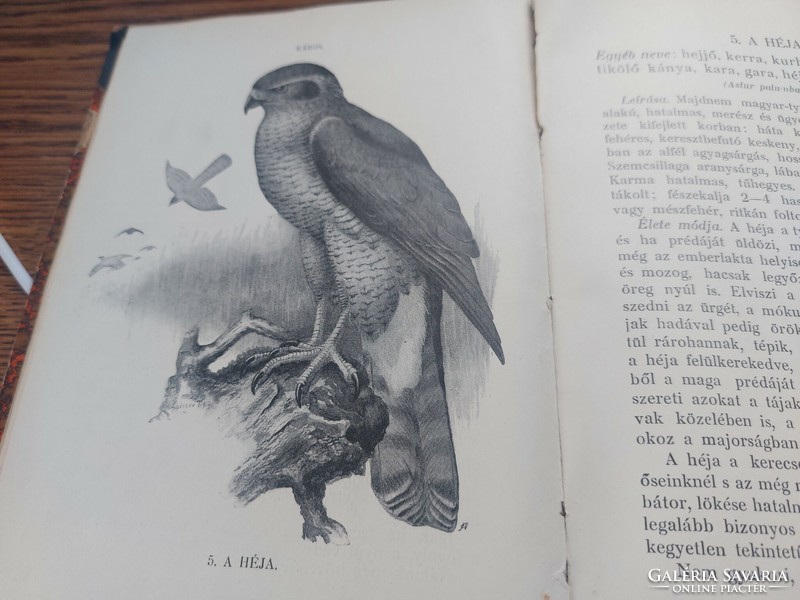 On the benefit and harm of birds 1914 HUF 25,000