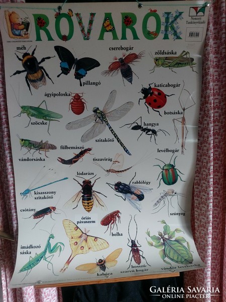 Insect informational poster 77 cm tall beetle insect spider