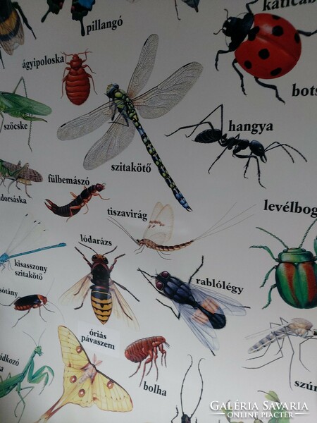 Rovarok ismeretterjesztő poszter 77 cm magas Bogár rovar pók
