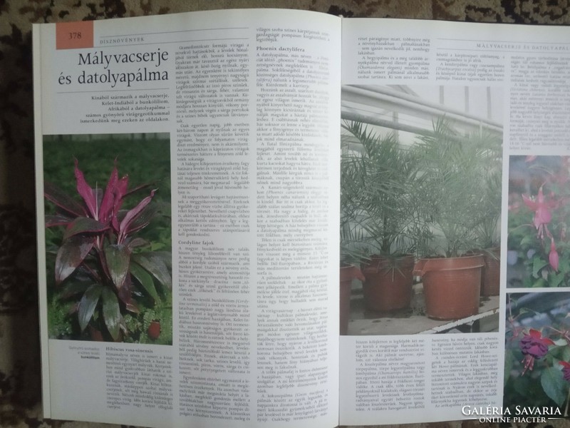 Book: pannon encyclopedia! Flora of Hungary!
