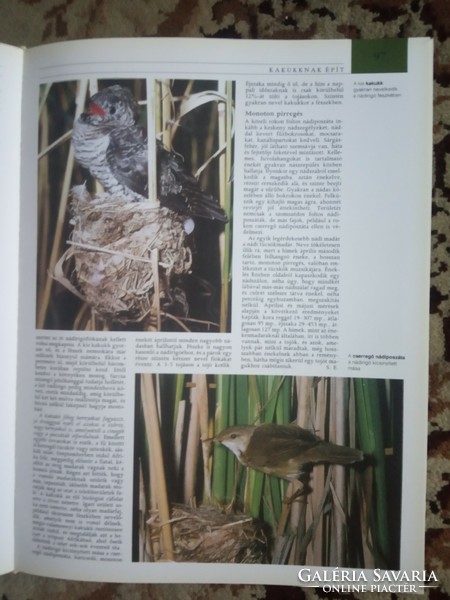 Book: pannon encyclopedia! Animal world of Hungary!