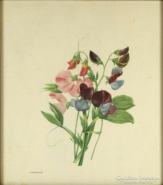 1O288 pierre joseph redouté : botanical illustration 33.5 X 30 cm