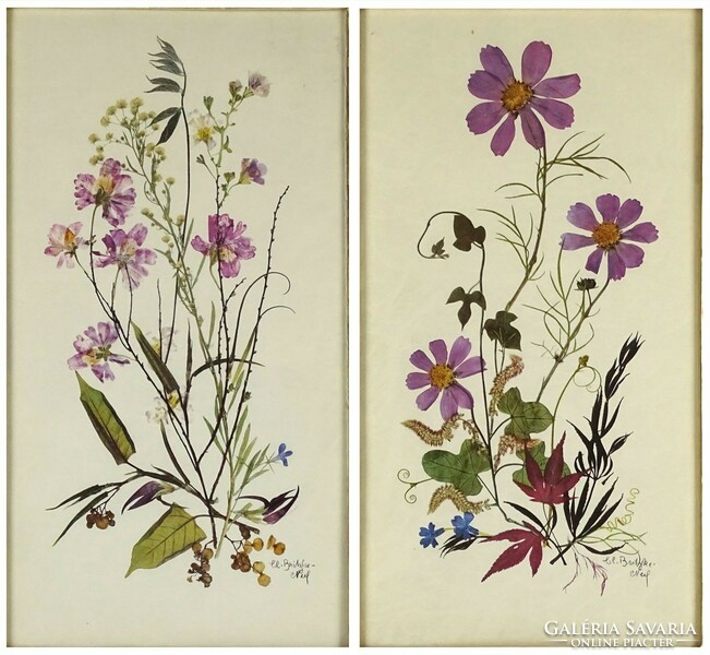 1O290 britzke neef : botanical picture pair 34.5 X 19.5 Cm