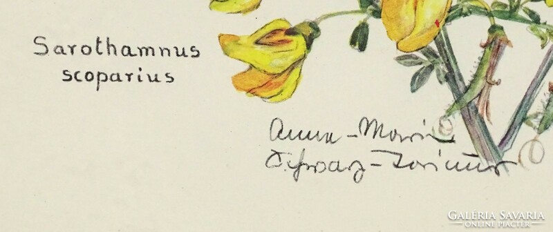 1O289 Anne-Marie : Sarothamnus scoparius 32 x 21 cm