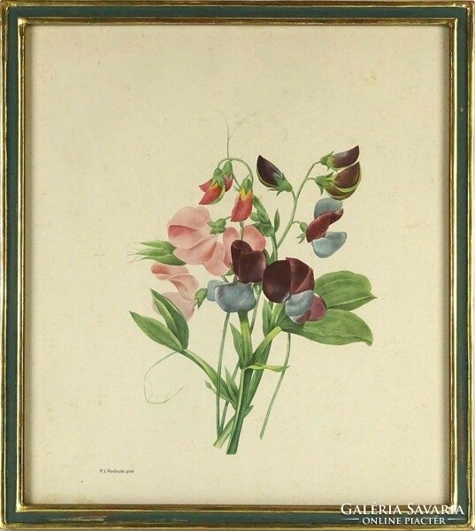 1O288 Pierre Joseph Redouté : Botanikai illusztráció 33.5 x 30 cm