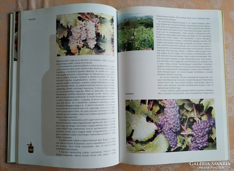 Csoma Zsigmond - the wine tasting (big book)