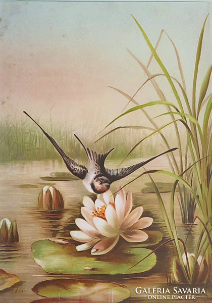 Lotus swallow