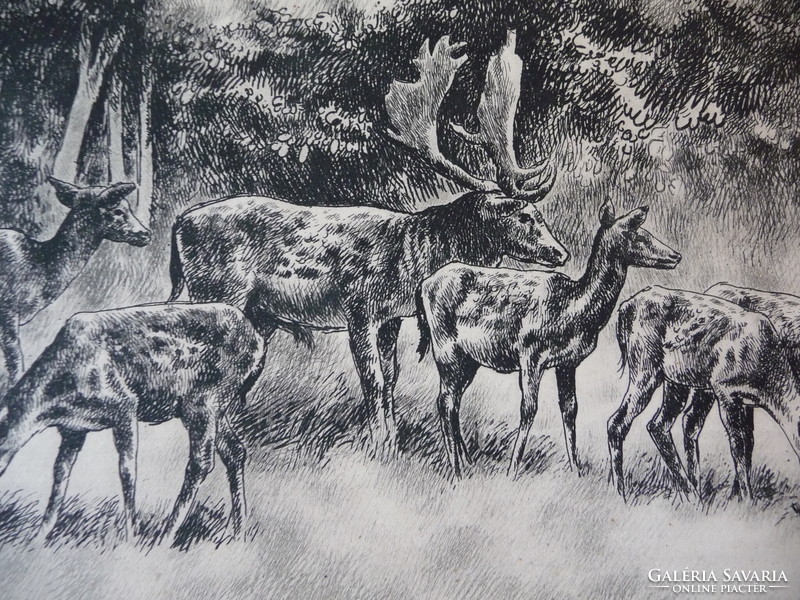 József Kórusz (1927-2010) - fallow deer (100-year-old numbered etchings on the theme of hunting)