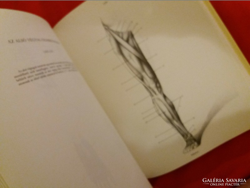 Jenő Barcsay: artistic anatomy in beautiful condition with images of corvina