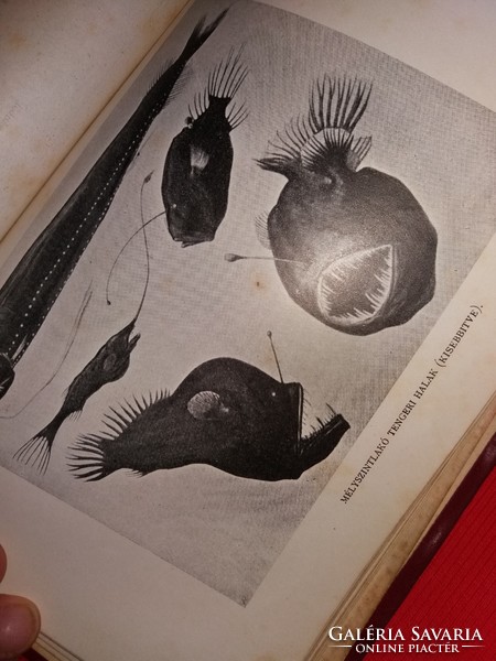 1902. Chun Károly :Mélytengerek világa Útleírás, tengerbiológia könyv a képek szerint LAMPEL