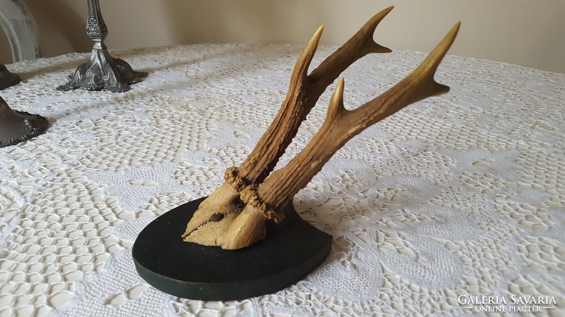 Old deer antler, trophy on a wooden base