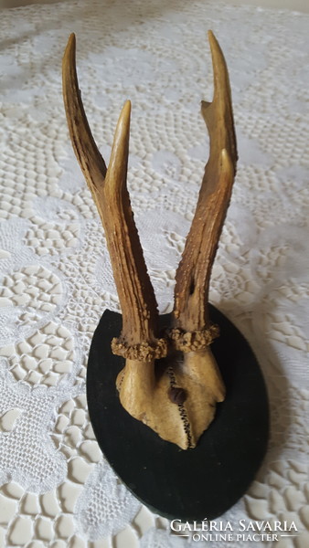 Old deer antler, trophy on a wooden base