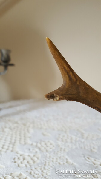 Old deer antler, trophy on a wooden base