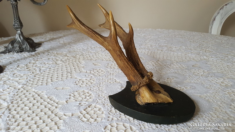 Old deer antler, trophy on a wooden base