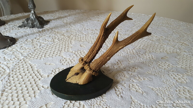 Old deer antler, trophy on a wooden base