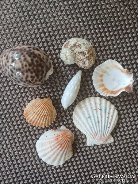 Shells, snails - marine