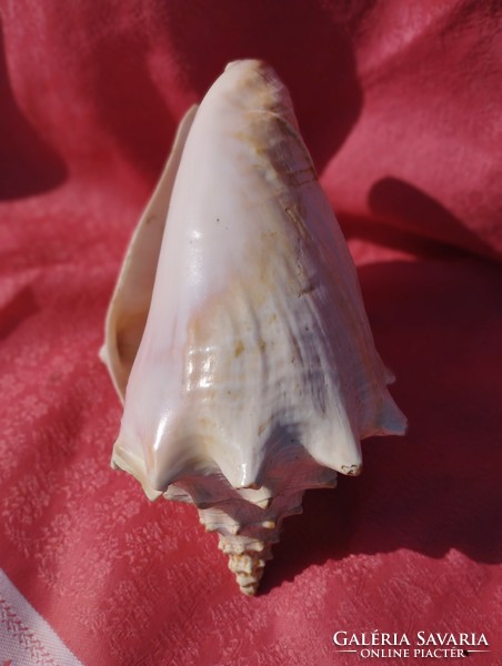 A giant sea shell, a miracle of nature!